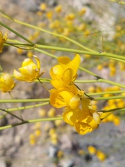 Senna aphylla