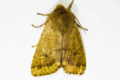 Abagrotis orbis