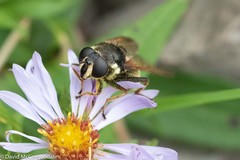 Sericomyia