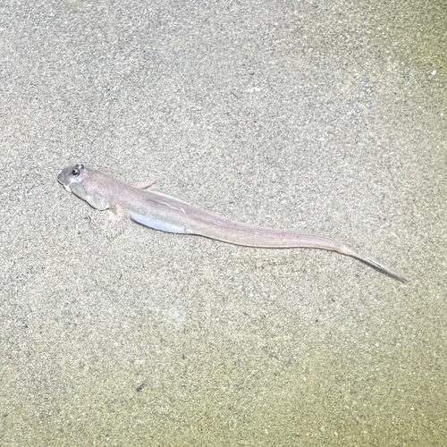Walking goby (Scartelaos histophorus) — Gobiidae — 5