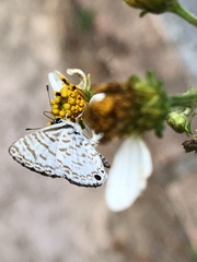 Leptotes cassius cassidula
