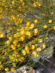Senna aphylla