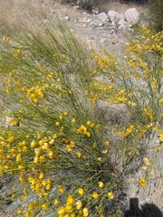 Senna aphylla