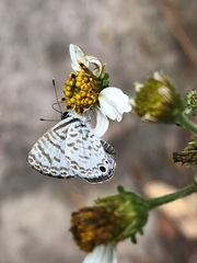 Leptotes cassius cassidula
