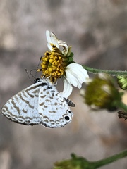Leptotes cassius cassidula