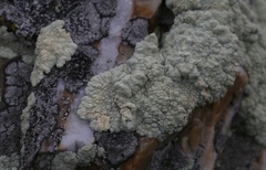 Protoparmeliopsis pinguis