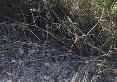 Phytolacca americana