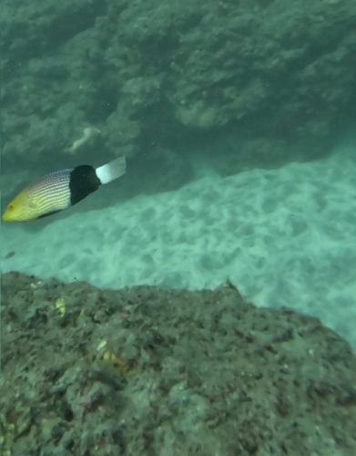 Bodianus macrourus observed 2025-08-01