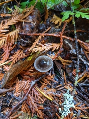 Mycena quiniaultensis