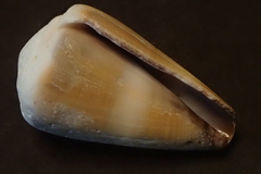 Conus flavidus