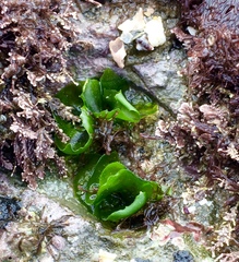 Ulvaceae