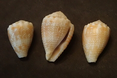 Conus miliaris