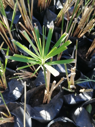 Cyperus textilis iNat (1)