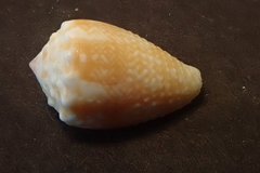 Conus miliaris