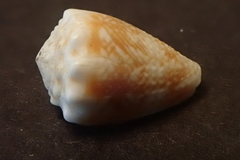 Conus miliaris