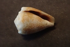 Conus miliaris