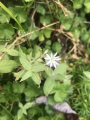 Stellaria vestita