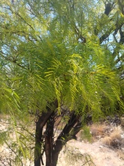 Prosopis chilensis