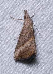 Hypena degesalis