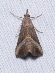 Hypena degesalis