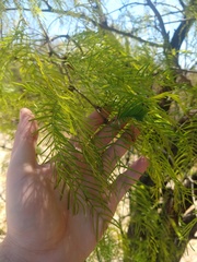 Prosopis chilensis
