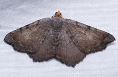 Macaria distribuaria