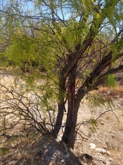 Prosopis chilensis