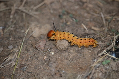 Anisota oslari