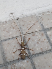 Olenecamptus bilobus