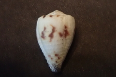 Conus sponsalis