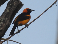 Icterus auricapillus