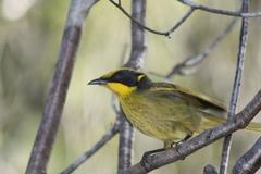 Lichenostomus melanops