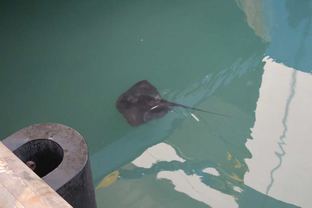 Small dark pelagic stingray swimming near the surface beside a harbour wall