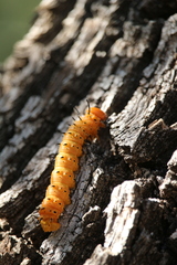 Anisota oslari