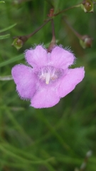 Agalinis obtusifolia image