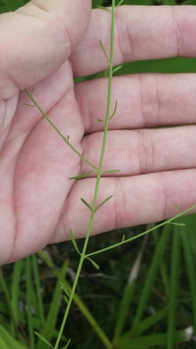 Image of Agalinis obtusifolia by (c) Jay Horn, some rights reserved (CC BY)