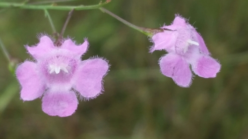 Image of Agalinis obtusifolia by (c) Jay Horn, some rights reserved (CC BY)