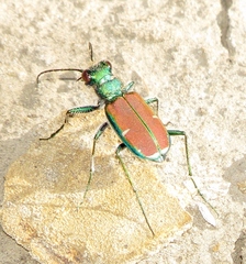 Cicindela splendida