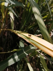 Parachartergus apicalis