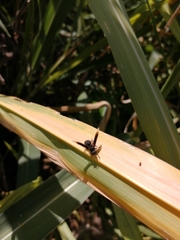 Parachartergus apicalis