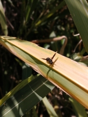 Parachartergus apicalis