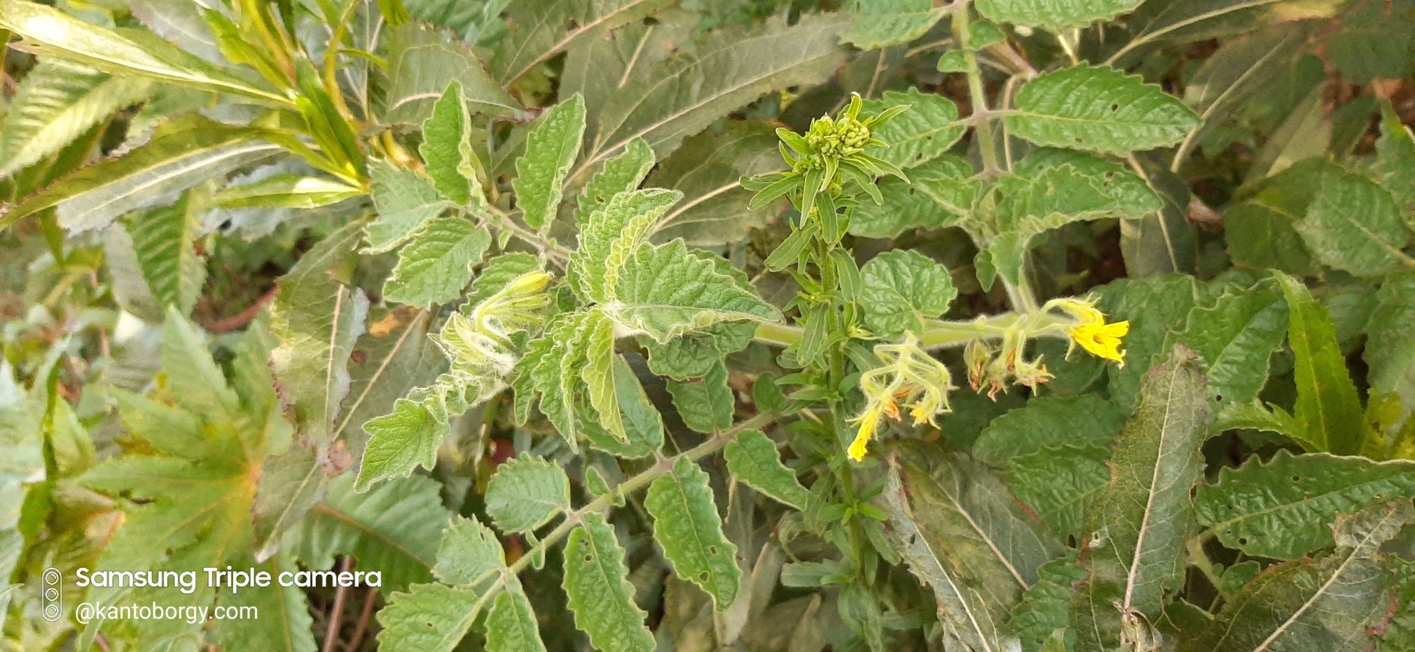 Solanum habrochaites image