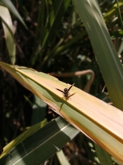 Parachartergus apicalis