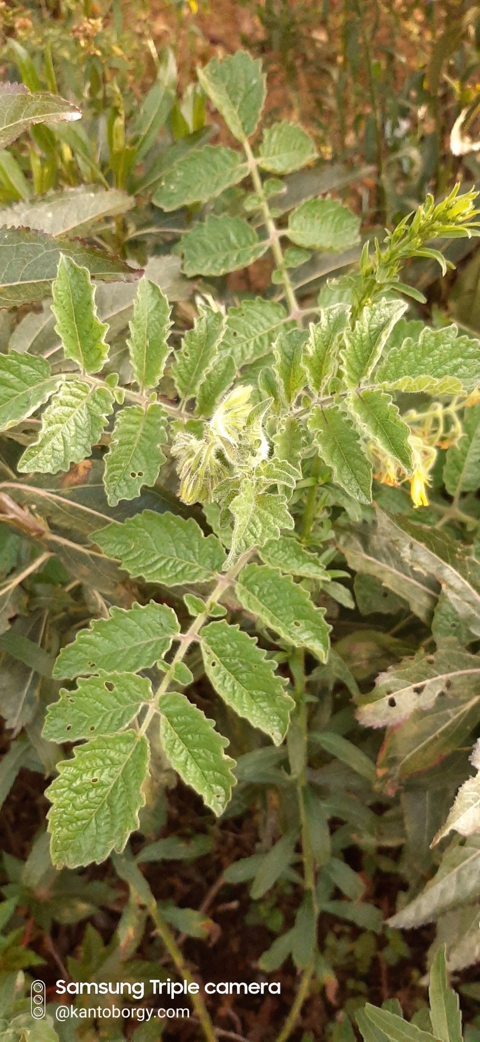 Solanum habrochaites image
