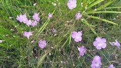 Agalinis filifolia