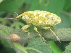 Xanthochelus major