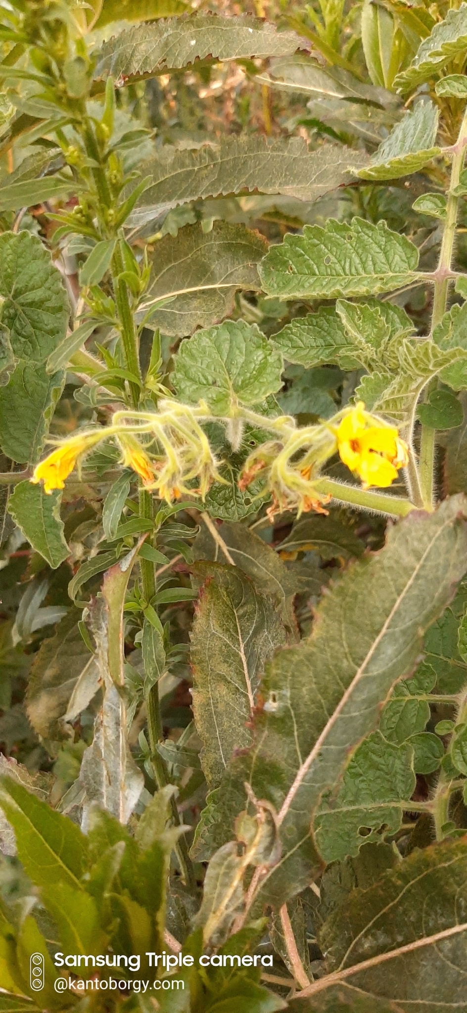 Solanum habrochaites image