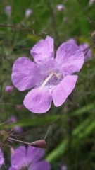 Agalinis filifolia