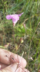 Agalinis filifolia