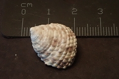 Monodonta labio